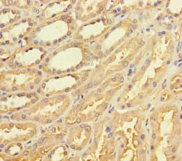 T2R42 / TAS2R42 Antibody