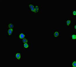 LRRIQ3 Antibody