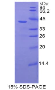 Mouse BMP10 Protein (Recombinant His-GST)