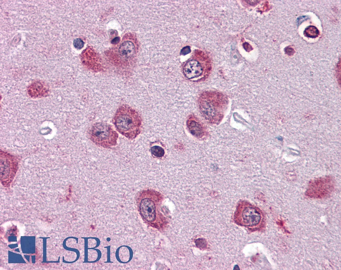IHC-plus™ PER2 Antibody (clone 5C10)