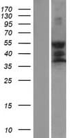 Human GPS2 Protein (Over-Expression Lysate Myc-DDK (Flag))