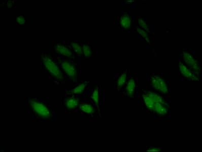 HIST1H3A Antibody