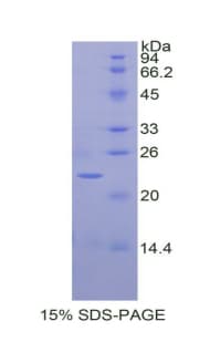 Horse IL1A / IL-1 Alpha Protein (Recombinant His)