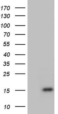 UBA52 Antibody (aa77-128, clone OTI6H4)