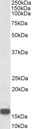 NRGN / Neurogranin Antibody (Biotin)