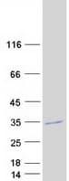 Human GOSR2 / Membrin Protein (Recombinant Myc-DDK (Flag))