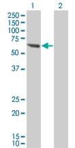 Monoclonal Mouse anti-Human PPM1B Antibody (clone 1A3-2A4, IF, WB)