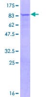 Human TRIM60 Protein (Recombinant GST)