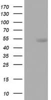 CD5 Antibody (clone OTI9E9, Carrier-free)