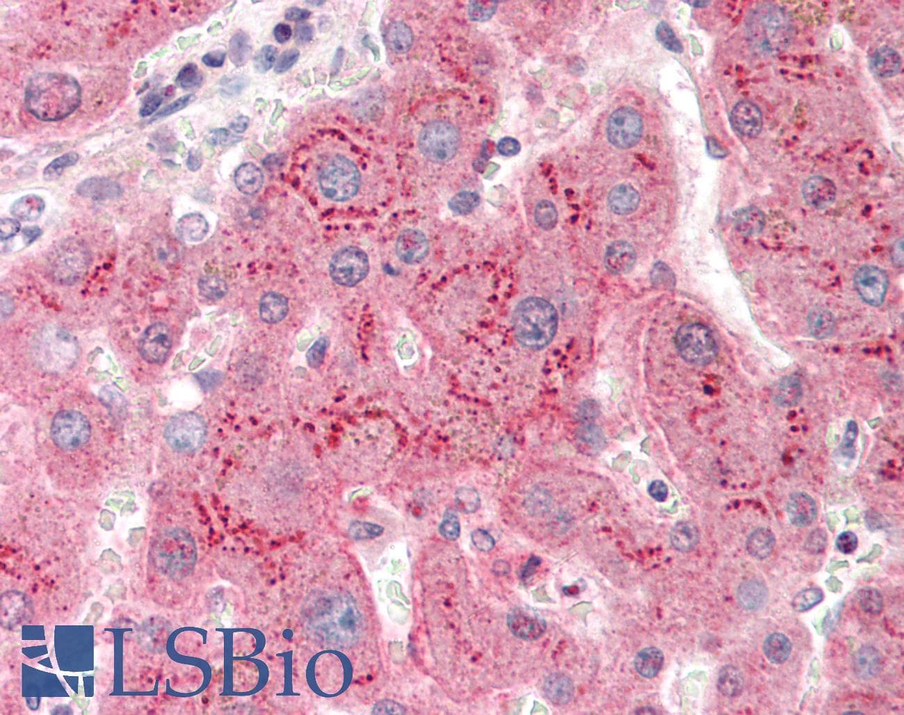 GORASP1 / GRASP65 Antibody (N-Terminus)