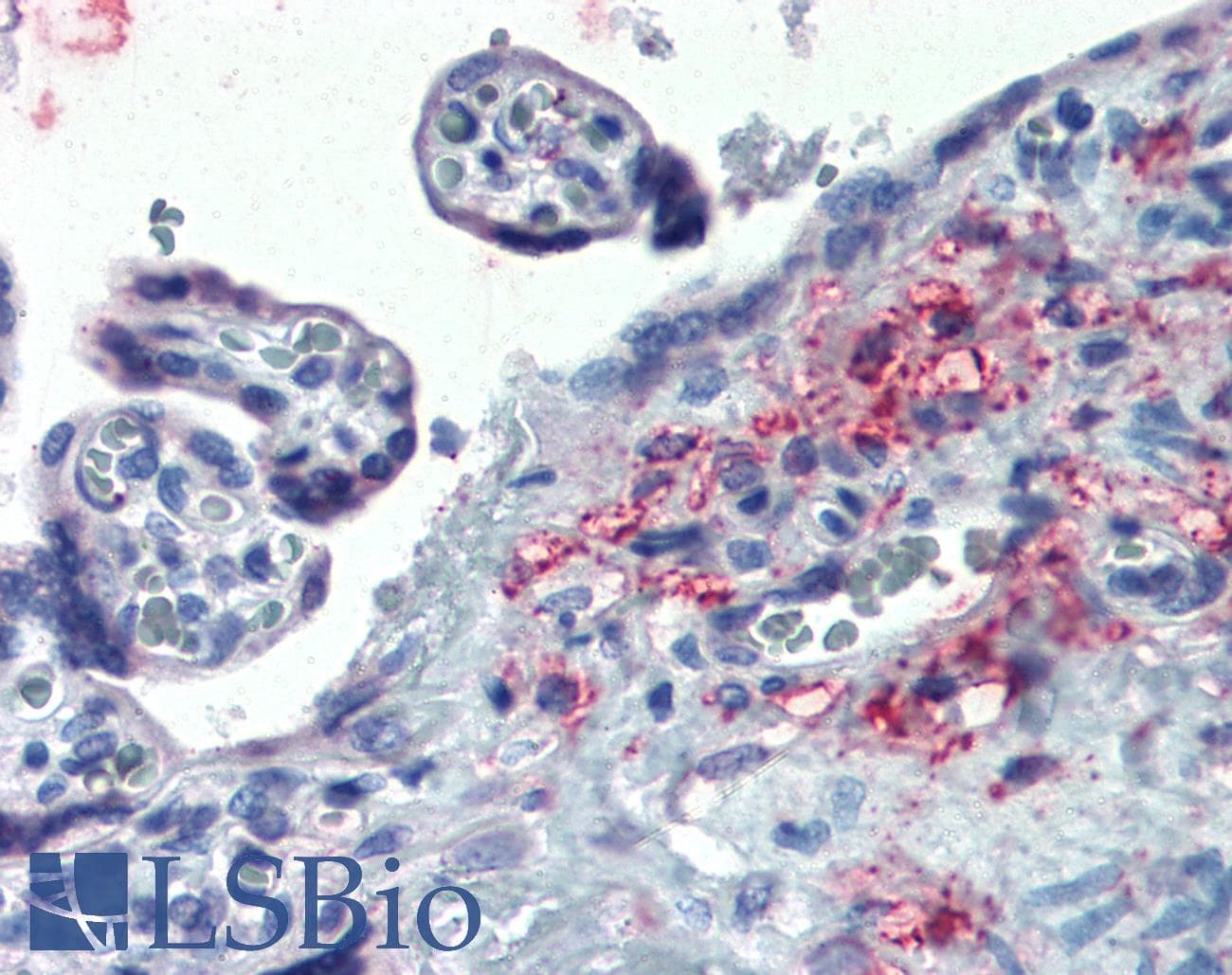 IHC-plus™ ERP44 Antibody (Internal)
