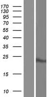 FAM54B Protein (Over-Expression Lysate Myc-DDK (Flag))