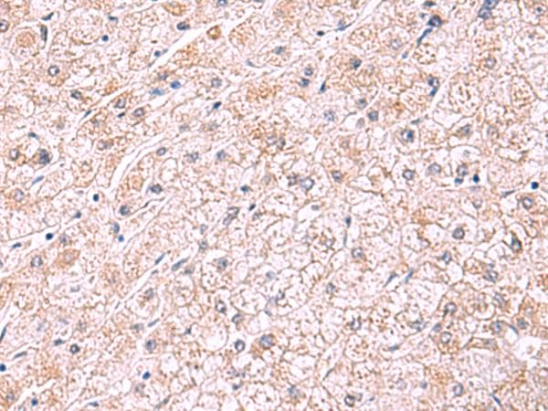 PDRG1 Antibody