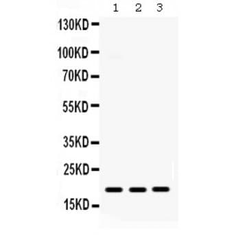 Polyclonal Rabbit anti-Human CXCL9 / MIG Antibody (aa23-125, WB)