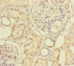 MTHFD2 Antibody