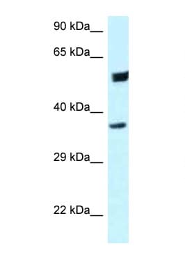 HOMER3 / Homer 3 Antibody (C-Terminus)