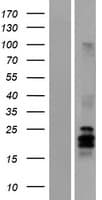 ARTN / Artemin Protein (Over-Expression Lysate Myc-DDK (Flag))