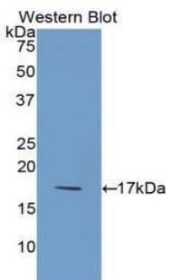 IL36RN / IL1F5 Antibody (aa12-151, Biotin)