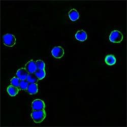 Mouse Anti-Human IgG Fc Secondary Antibody (clone 4A10)