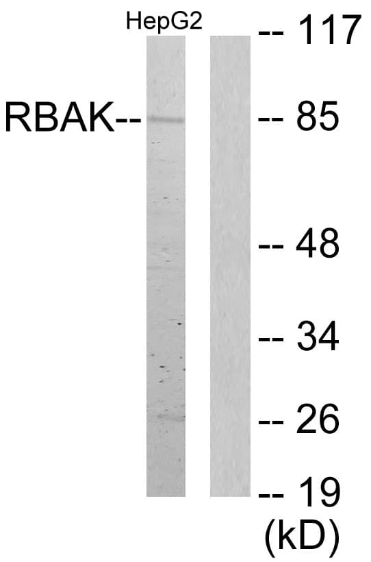 RBAK Antibody (aa1-50)