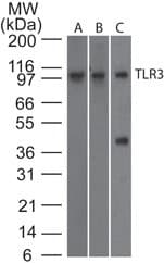 TLR3 Antibody (aa350-375, clone 27N3D4, Azide-free)