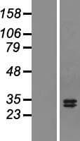 TNFSF13 / APRIL Protein (Over-Expression Lysate Myc-DDK (Flag))