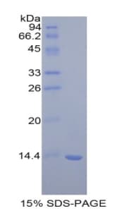 Rat MIF Protein (Recombinant His)