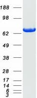 Human LCP1 / L-Plastin Protein (Recombinant Myc-DDK (Flag))