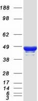 Human Apolipoprotein A-V (Recombinant Myc-DDK (Flag))