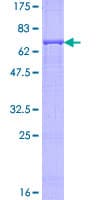 Human LP-PLA2 / PLA2G7 Protein (Recombinant GST)