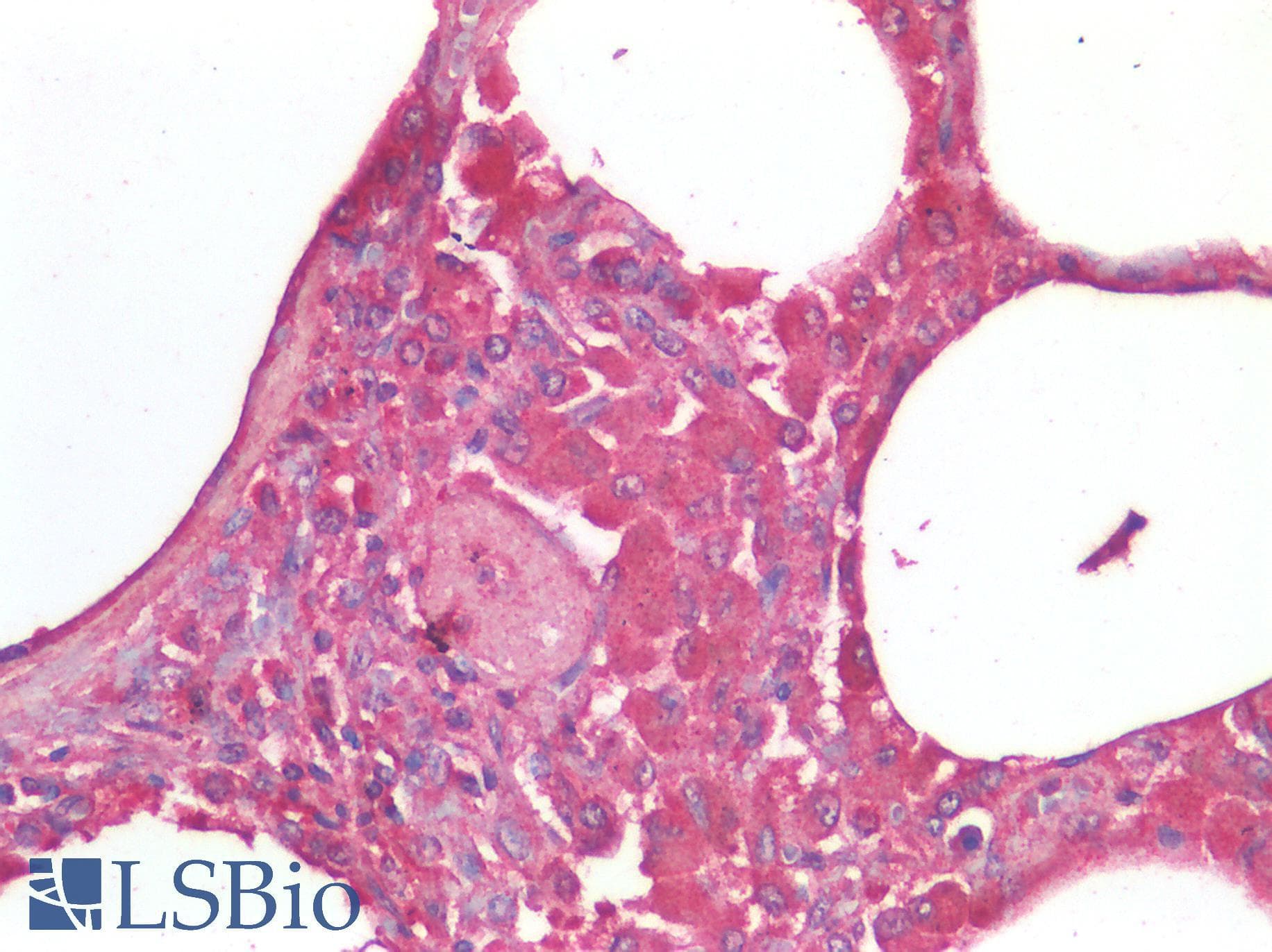 IHC-plus™ TNF Alpha Antibody