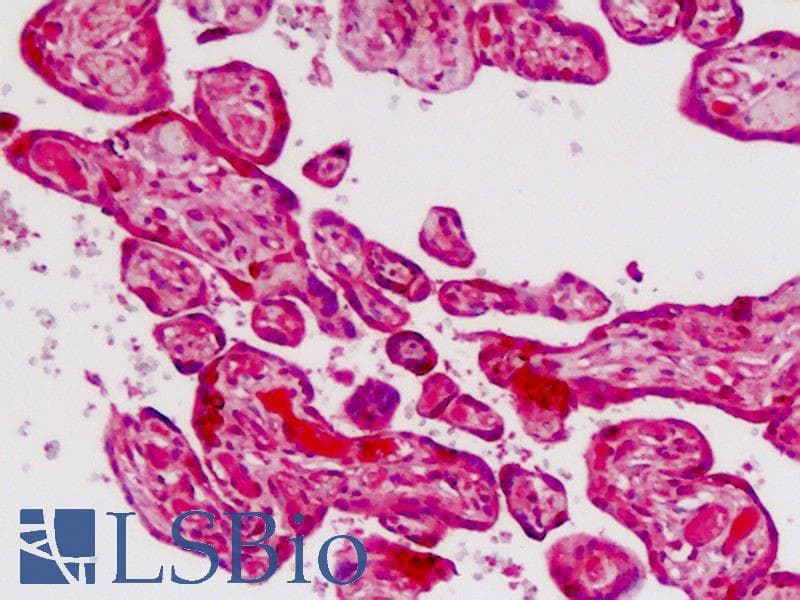 IHC-plus™ CDH9 / Cadherin 9 Antibody (aa701-729)