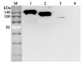 ACE2 / ACE-2 Antibody (clone AC384, Biotin)