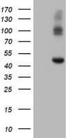 CPA2 Antibody (clone OTI1C7)
