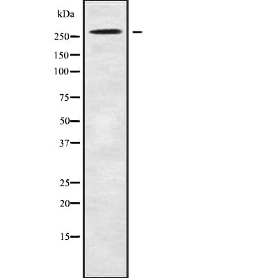 NAV3 Antibody