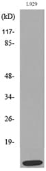 Polyclonal Rabbit anti-Human CCL8 / MCP2 Antibody (WB)