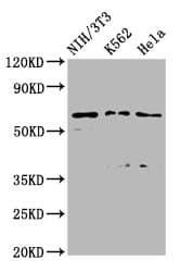 TTC26 Antibody
