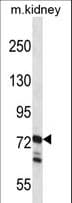 RGL1 / RGL Antibody (aa247-275)
