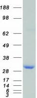 Human YWHAZ / 14-3-3 Zeta Protein (Recombinant Myc-DDK (Flag))