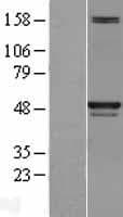 Human SKP2 Protein (Over-Expression Lysate Myc-DDK (Flag))