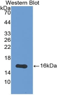 Osteoglycin / Mimecan Antibody (aa180-298)