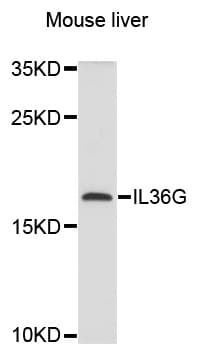 IL1F9 Antibody