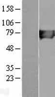 Human HLCS / HCS Protein (Over-Expression Lysate Myc-DDK (Flag))