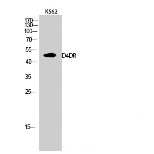 DRD4 / Dopamine Receptor D4 Antibody (330-410 aa, C-terminal)