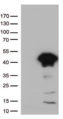 ARG1 / Arginase 1 Antibody (clone OTI4G3)