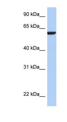 AMIGO3 Antibody (N-Terminus)