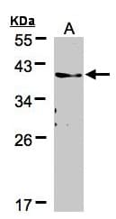 TMEM59 Antibody (aa16-311)