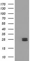 MMAB Antibody (clone OTI2A7)