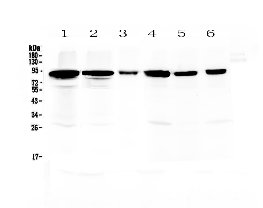Polyclonal Rabbit anti-Rat POSTN / Periostin Antibody (IHC, WB)