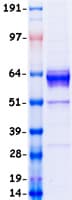 Human AMH / Anti-Mullerian Hormone Protein (Recombinant Myc-DDK (Flag), C-terminus)